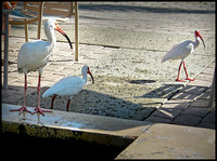Bold White ibis