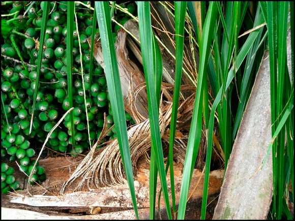 Cut palm fronds with palm seeds