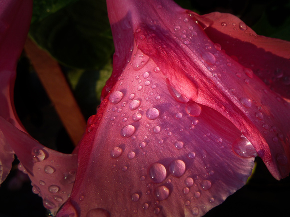 Hibiscus with Dew
