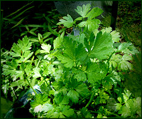 The Beauty of Parsley