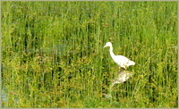 Egret in Wetland