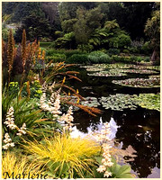 Lily Pond - Tasmania